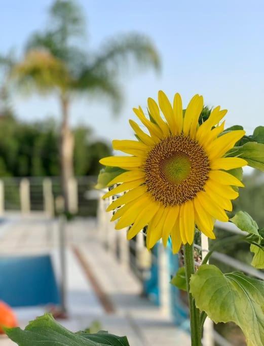 Marine'S Lux Villa:Golden Sunset Kalamata Zewnętrze zdjęcie